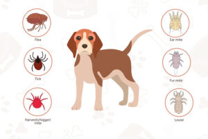 common dog parasites