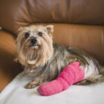 dog and injuries