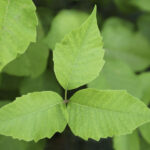 dogs cats get poison ivy rash
