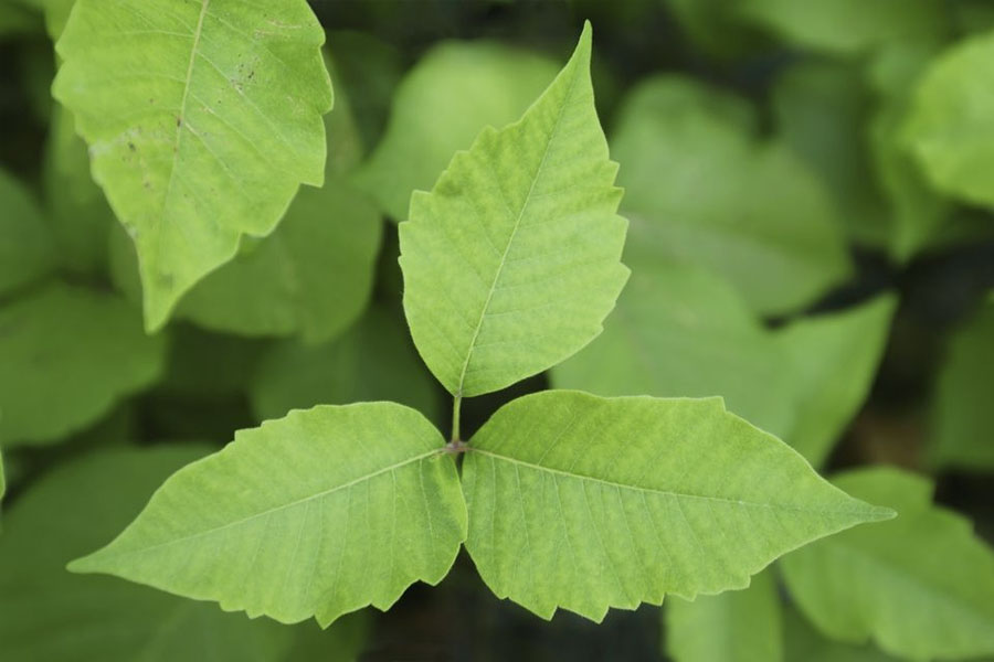 dogs cats get poison ivy rash