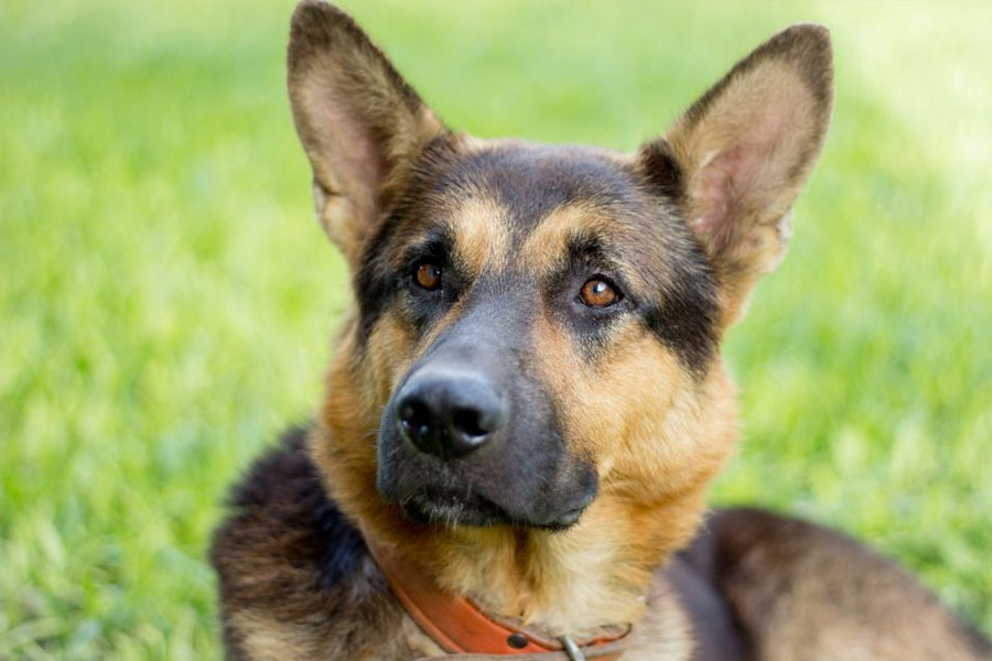 ehrlichiosis diagnosis treatment