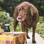 toxic foods for pets