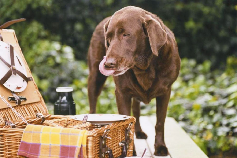 toxic foods for pets
