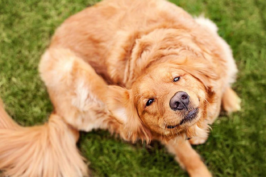 control and remove fleas dogs