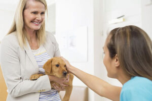 steps to train your dog