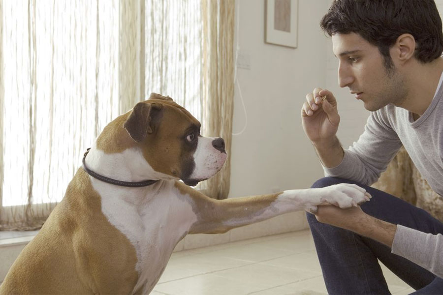 tips for new dog owners