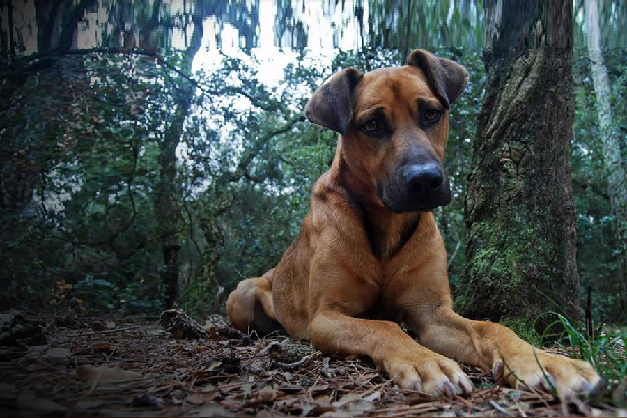 treatment of heart disease in dogs