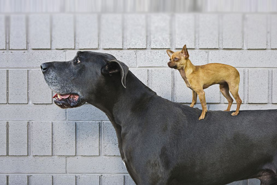 vaccine dosage for dogs pets