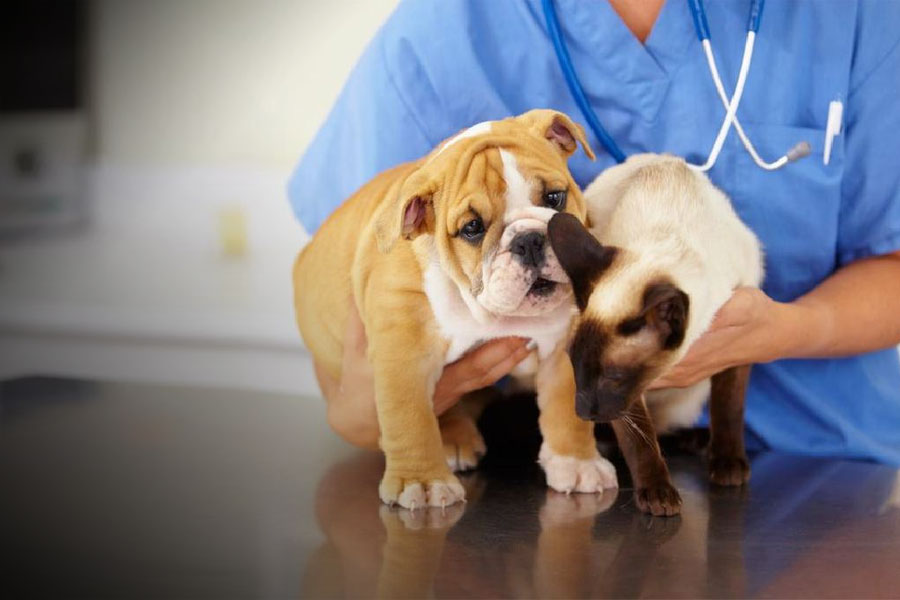 vaccine for cats and dogs