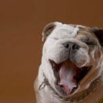 weird feelings in dogs mouth