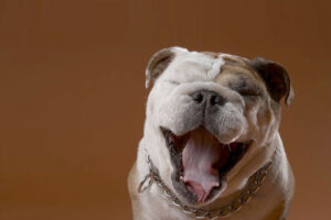 weird feelings in dogs mouth