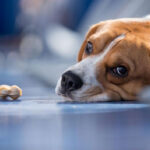 toxic foods for dogs
