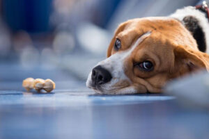 toxic foods for dogs